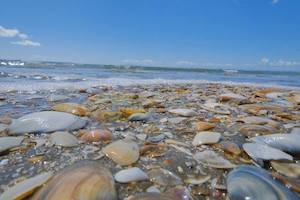 Tide Over Shells, Long Bay, Auckland