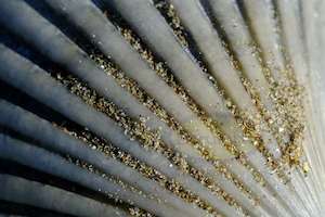 Scallop Shell, Long Bay Beach