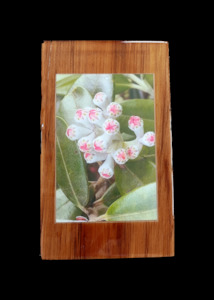 Wood Mount: Pohutukawa Buds