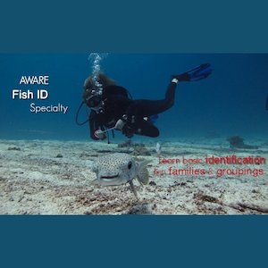 Fish ID Course - Wellington SCUBA Diving, NZ Sea Adventures