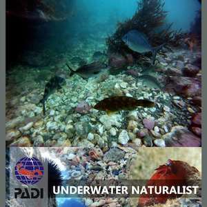 Underwater Naturalist - Wellington SCUBA Diving