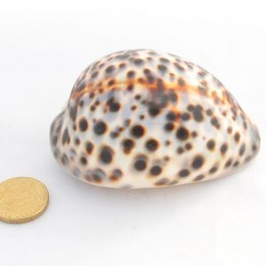 Seashells: Helmet Shell – Cassis Cornuta – 14 to 16 cm