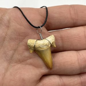 Genuine Otodus Obliquus Fossil Pendant – Shark Tooth Necklace Small