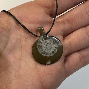 Genuine Fossil Goniatite Necklace Pendant