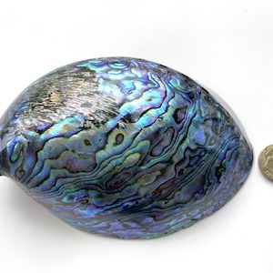 New Zealand Paua Shell - Seashell Story Kaikoura: Polished Paua Shell – NZ Abalone Shell – 14 to 15 cm