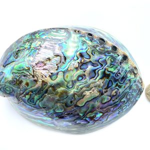 Polished Paua Shell – NZ Abalone Shell – 15 to 16 cm