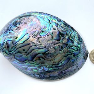 Polished Paua Shell – NZ Abalone Shell – 13 cm