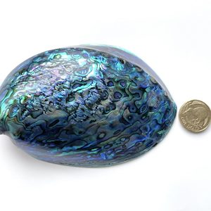 Polished Paua Shell – NZ Abalone Shell – 11 to 12 cm