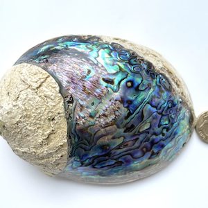 Half Polished Paua Shell – NZ Abalone Shell – 12 to 13 cm