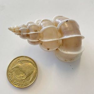 Epitomium Scalare Shell