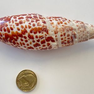 Mitra Papalis Shell