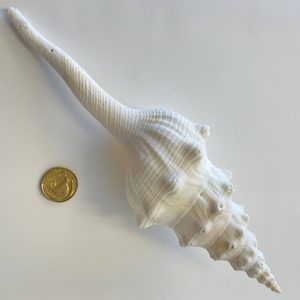 Fusinus Longissimus Shell