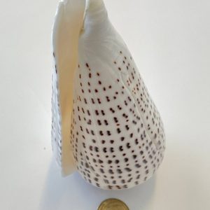 Leopard Shell Large