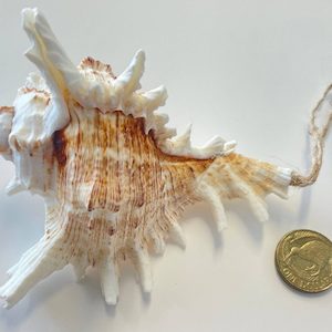 Murex Shell Hanging