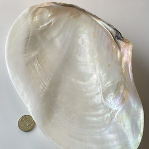 Pearl Oyster Shell – 28 cm