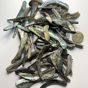 High-Quality NZ Abalone – Paua Shell Tumbled Pieces – Rims