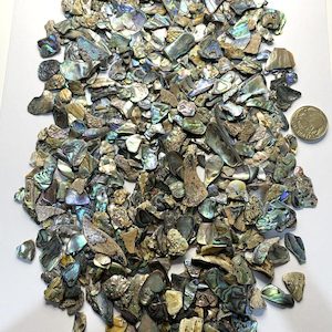 High-Quality NZ Abalone – Paua Shell Tumbled Pieces Fine – 5 to 15 mm