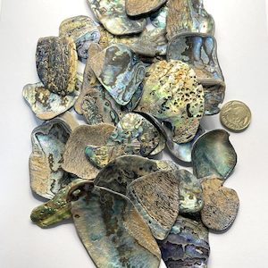 High-Quality NZ Abalone – Paua Shell Tumbled Pieces Large – 40 to 65 mm