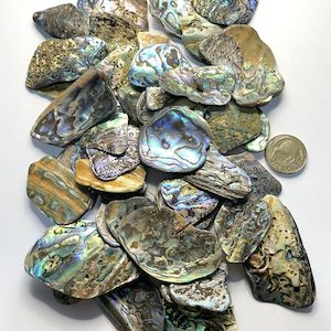 High-Quality NZ Abalone – Paua Shell Tumbled Pieces Medium – 25 to 40 mm