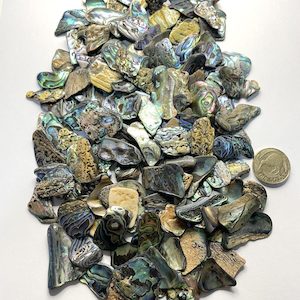 High-Quality NZ Abalone – Paua Shell Tumbled Pieces Small – 15 to 25 mm