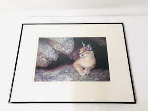 Art Prints: Peter Dinelacker Photograph - African Wildcat (18292)