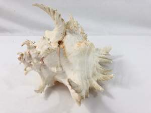 Home Decor 1: Murex  Branched Shell - Chicoreus Ramosus Large (19231)