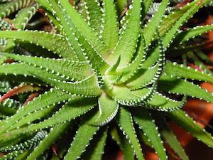 Gum Aloe (Aloe barbadensis)