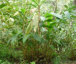 Black Cardamom (Alpinia oxyphylla)