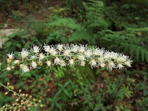 Black Cohosh (Actaea racemosa)