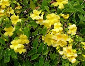 Cat’s Claw (Uncaria tomentosa)