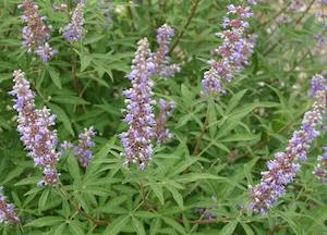 Chaste Tree (Vitex agnus-castus)