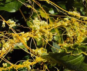 Tea manufacturing: Dodder Seed (Cuscuta chinensis) Extract