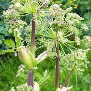 Dong Quai (Angelica sinensis) Extract