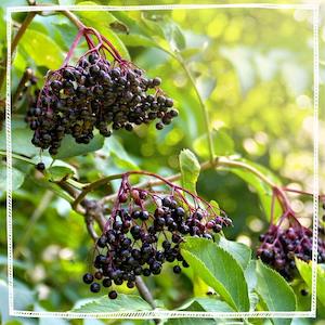 Elderberry Powder and Capsules (Organic)