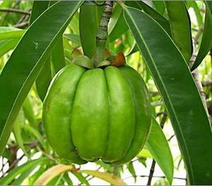 Garcinia Cambogia (Garcinia gummi-gutta)