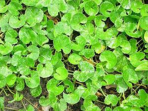 Gotu Kola (Centella asiatica) Extract 10% Asiaticosides