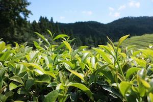 Green Tea (Camellia sinensis)