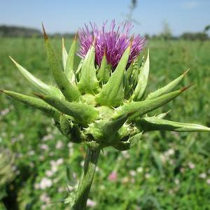 Milk Thistle (Silybum marianum)