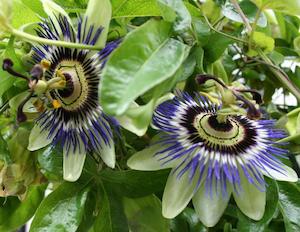 Passionflower (Passiflora incarnata)