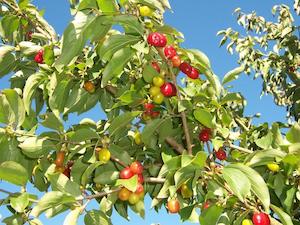 Cornus / Shan Zhu Yu (Cornus officinalis)