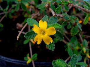 Damiana (Turnera diffusa)