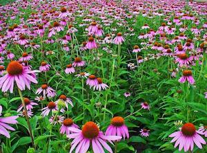 Echinacea (Echinacea purpurea)