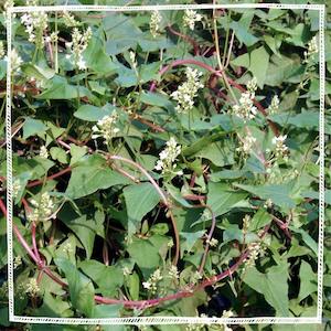 Fo Ti / Chinese Knotweed (Polygonum multiflorum)