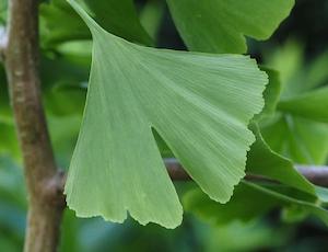 Ginkgo (Ginkgo biloba)