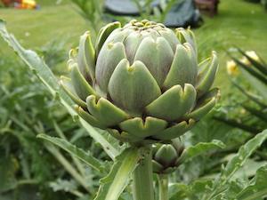 Globe Artichoke (Cynara scolymus)