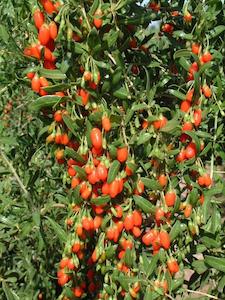 Goji Berry (Lycium barbarum)