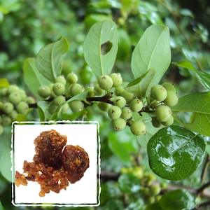 Tea manufacturing: Guggul (Commiphora mukul)