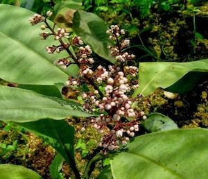 Tea manufacturing: Kacip Fatimah (Labisia pumila)