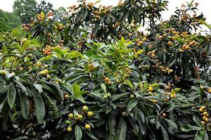 Loquat (Eriobotrya japonica)