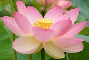 Lotus / Sacred Lotus (Nelumbo nucifera)